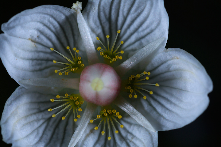 Parnassia palustris
